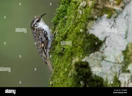 Attēlu rezultāti vaicājumam “Certhia familiaris”