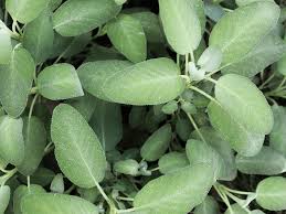 Attēlu rezultāti vaicājumam “Salvia officinalis leaf”