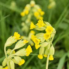 Image result for Himmelschlüssel