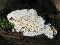 Attēlu rezultāti vaicājumam “Ceriporiopsis aneirina”