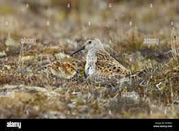 Attēlu rezultāti vaicājumam “Calidris alpina adult”