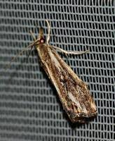 Attēlu rezultāti vaicājumam “Catoptria verellus”