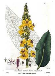 Attēlu rezultāti vaicājumam “Verbascum nigrum flower”