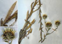 Attēlu rezultāti vaicājumam “Carlina biebersteinii”