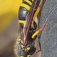 Attēlu rezultāti vaicājumam “Ancistrocerus sp. male”