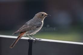 Attēlu rezultāti vaicājumam “Phoenicurus phoenicurus”