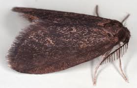 Attēlu rezultāti vaicājumam “Psyche casta”