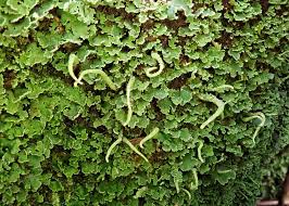 Attēlu rezultāti vaicājumam “Cladonia coniocraea”