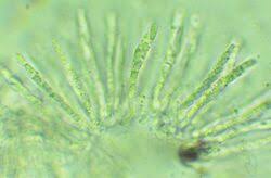 Attēlu rezultāti vaicājumam “Nectriopsis violacea”