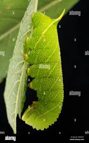 Attēlu rezultāti vaicājumam “Laothoe populi larva”