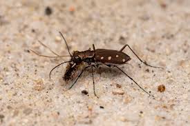 Attēlu rezultāti vaicājumam “Cicindela sylvatica imago”