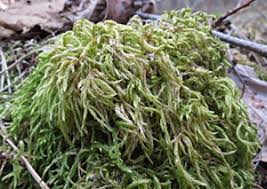 Attēlu rezultāti vaicājumam “Isothecium alopecuroides sporophyte”