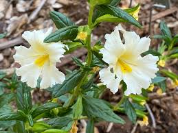 Image result for Mimulus x hybrida