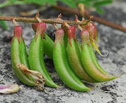 Attēlu rezultāti vaicājumam “Astragalus danicus fruit”