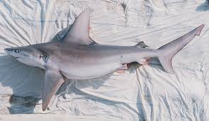Image result for Carcharhinus plumbeus