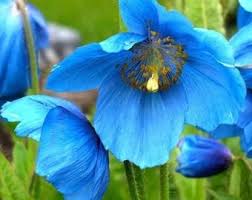 Image result for Meconopsis betonicifolia alba