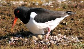 Attēlu rezultāti vaicājumam “Haematopus ostralegus adult”