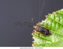 Attēlu rezultāti vaicājumam “Galerucella nymphaeae”