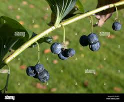 Attēlu rezultāti vaicājumam “Polygonatum multiflorum  fruit”