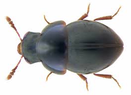 Attēlu rezultāti vaicājumam “Leiodidae”