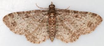 Attēlu rezultāti vaicājumam “Eupithecia icterata female”