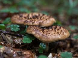 Attēlu rezultāti vaicājumam “Sarcodon imbricatum”