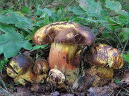 Attēlu rezultāti vaicājumam “Sutorius luridiformis”