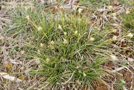 Attēlu rezultāti vaicājumam “Carex caryophyllea”