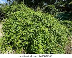 Attēlu rezultāti vaicājumam “Fallopia convolvulus leaf”