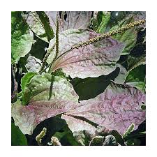 Attēlu rezultāti vaicājumam “Plantago media leaf”