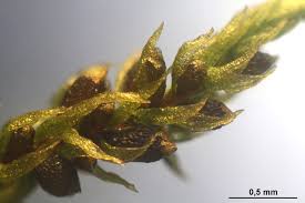 Attēlu rezultāti vaicājumam “Pohlia”