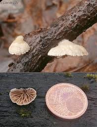 Attēlu rezultāti vaicājumam “Crepidotus versutus”