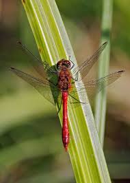 Attēlu rezultāti vaicājumam “Sympetrum sanguineum male”