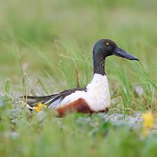 Attēlu rezultāti vaicājumam “Arrhenia spatulata”