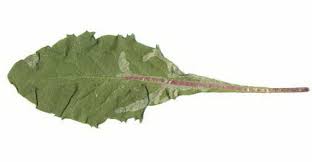 Attēlu rezultāti vaicājumam “Leontodon autumnalis  leaf”