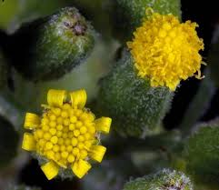 Attēlu rezultāti vaicājumam “Senecio viscosus flower”