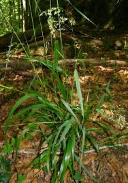 Attēlu rezultāti vaicājumam “Festuca altissima”
