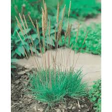 Attēlu rezultāti vaicājumam “Koeleria glauca”