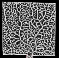 Attēlu rezultāti vaicājumam “Physarum nitens plasmodium”