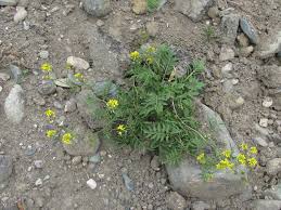 Attēlu rezultāti vaicājumam “Rorippa sylvestris”