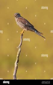 Attēlu rezultāti vaicājumam “Falco tinnunculus”