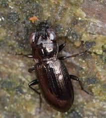 Attēlu rezultāti vaicājumam “Notiophilus germinyi”