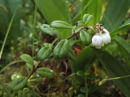 Attēlu rezultāti vaicājumam “Vaccinium vitis-idaea flower”