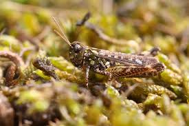 Attēlu rezultāti vaicājumam “Myrmeleotettix maculatus”