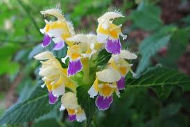 Attēlu rezultāti vaicājumam “Galeopsis speciosa leaf”