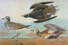 Attēlu rezultāti vaicājumam “Pluvialis apricaria”