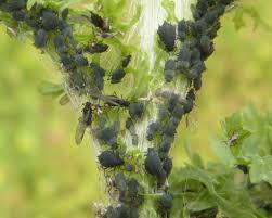 Attēlu rezultāti vaicājumam “Aphis jacobaeae”