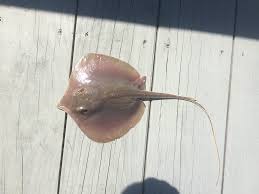 Image result for Hypanus sabinus