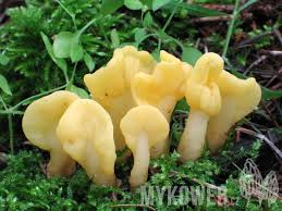 Attēlu rezultāti vaicājumam “Spathularia flavida”