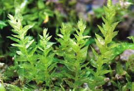 Attēlu rezultāti vaicājumam “Eurhynchium hians”